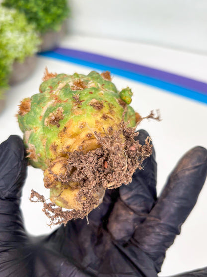 Coryphantha Elephantidens Thorn Crested | Imported Cactus | Rare Succulent