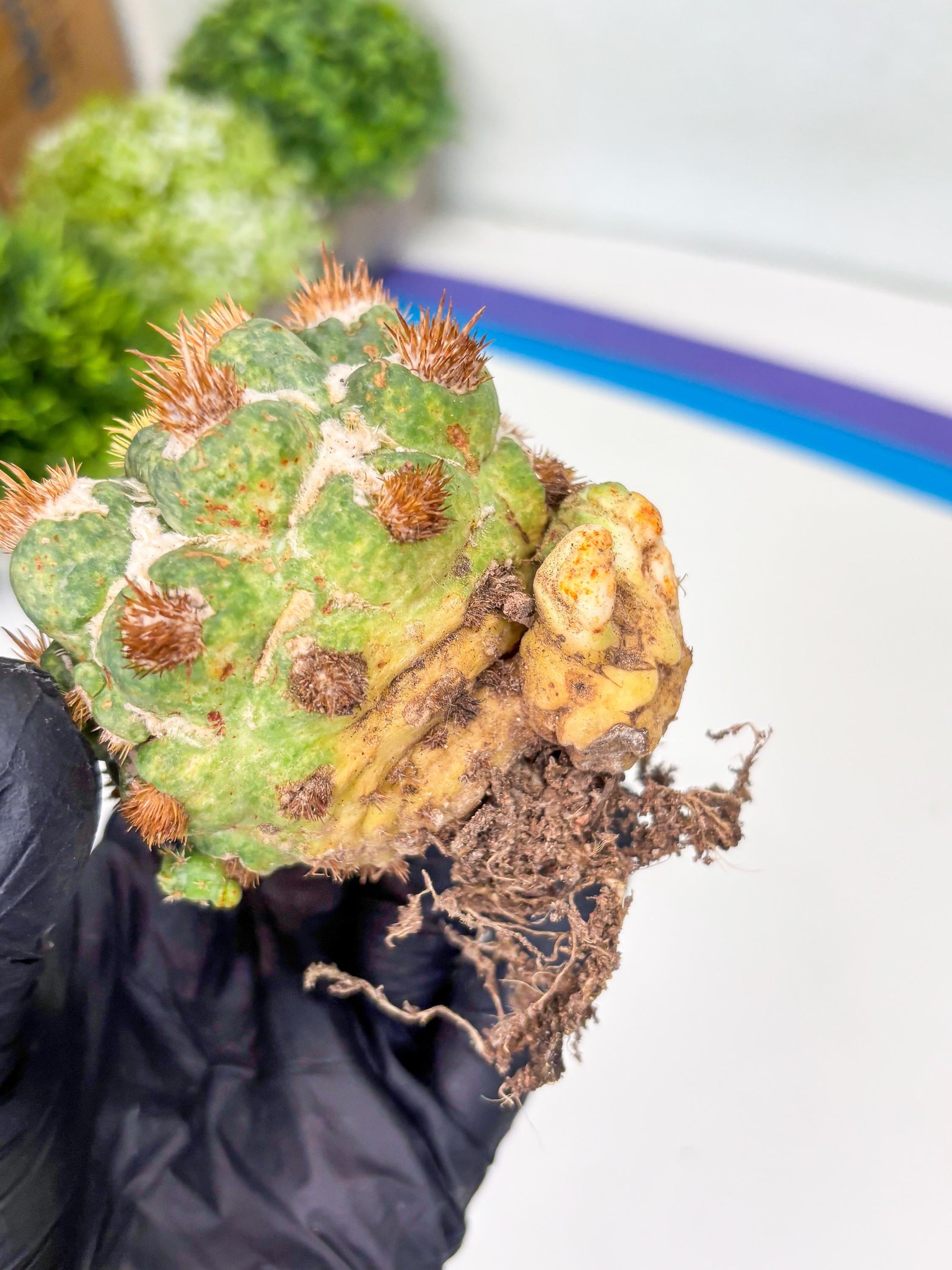 Coryphantha Elephantidens Thorn Crested | Imported Cactus | Rare Succulent