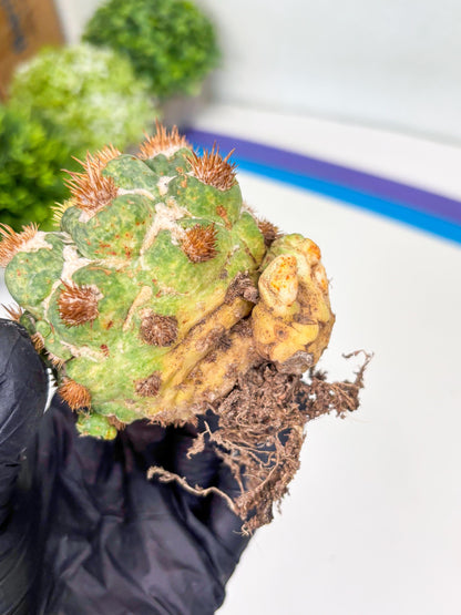 Coryphantha Elephantidens Thorn Crested | Imported Cactus | Rare Succulent