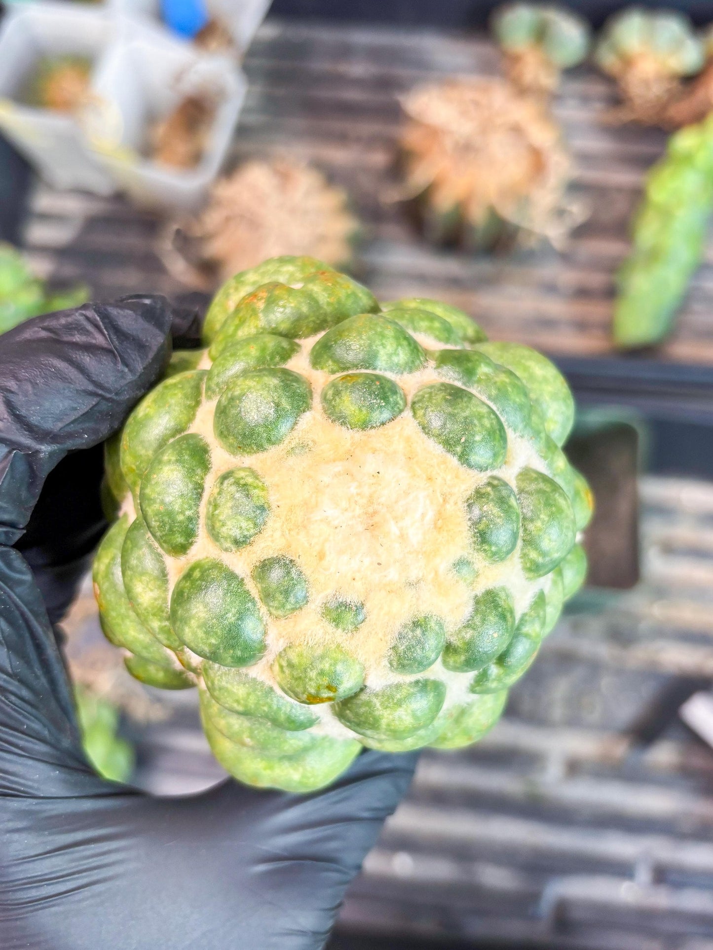 Mature Coryphantha Elephantidens cv. Inermis (#4) | Imported Plants