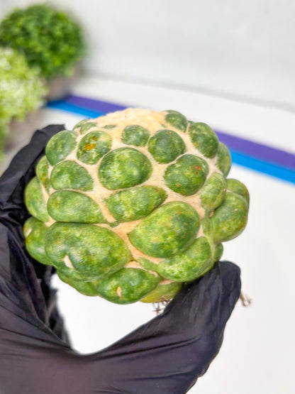 Mature Coryphantha Elephantidens cv. Inermis (#4) | Imported Plants