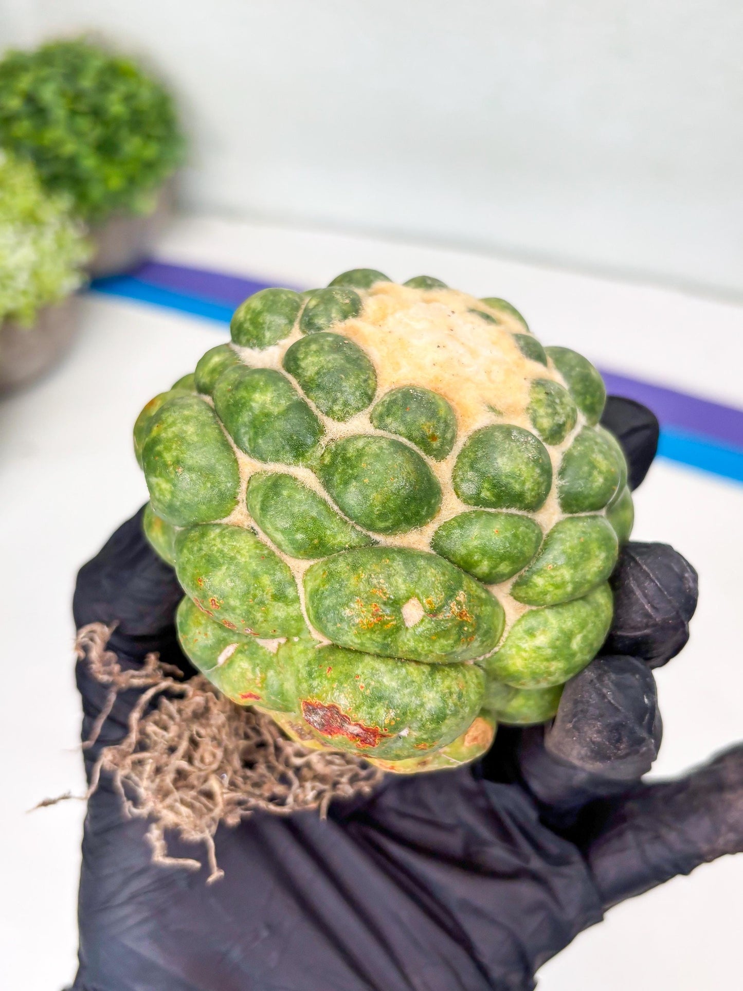 Mature Coryphantha Elephantidens cv. Inermis (#4) | Imported Plants