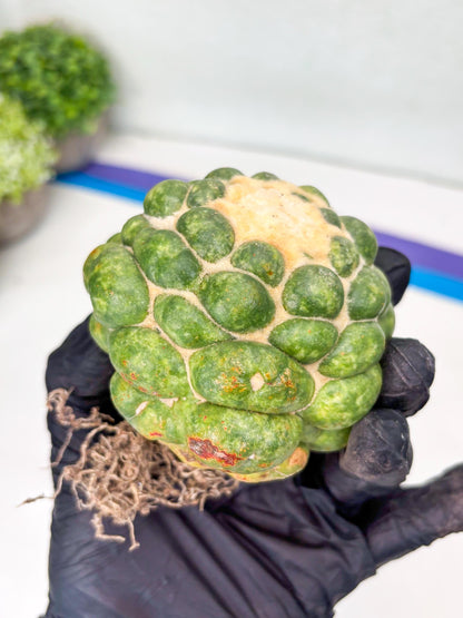 Mature Coryphantha Elephantidens cv. Inermis (#4) | Imported Plants