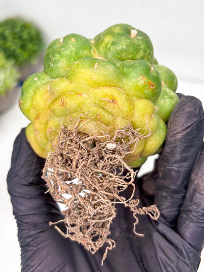 Mature Coryphantha Elephantidens cv. Inermis (#4) | Imported Plants