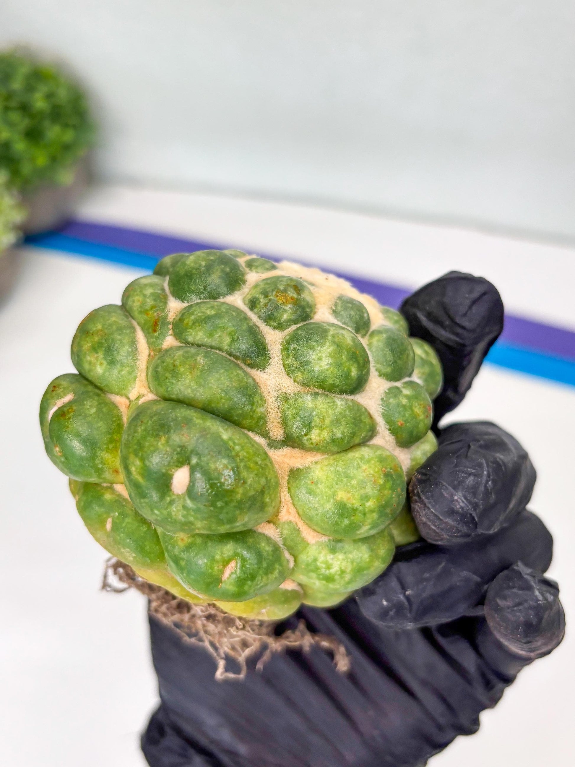 Mature Coryphantha Elephantidens cv. Inermis (#4) | Imported Plants