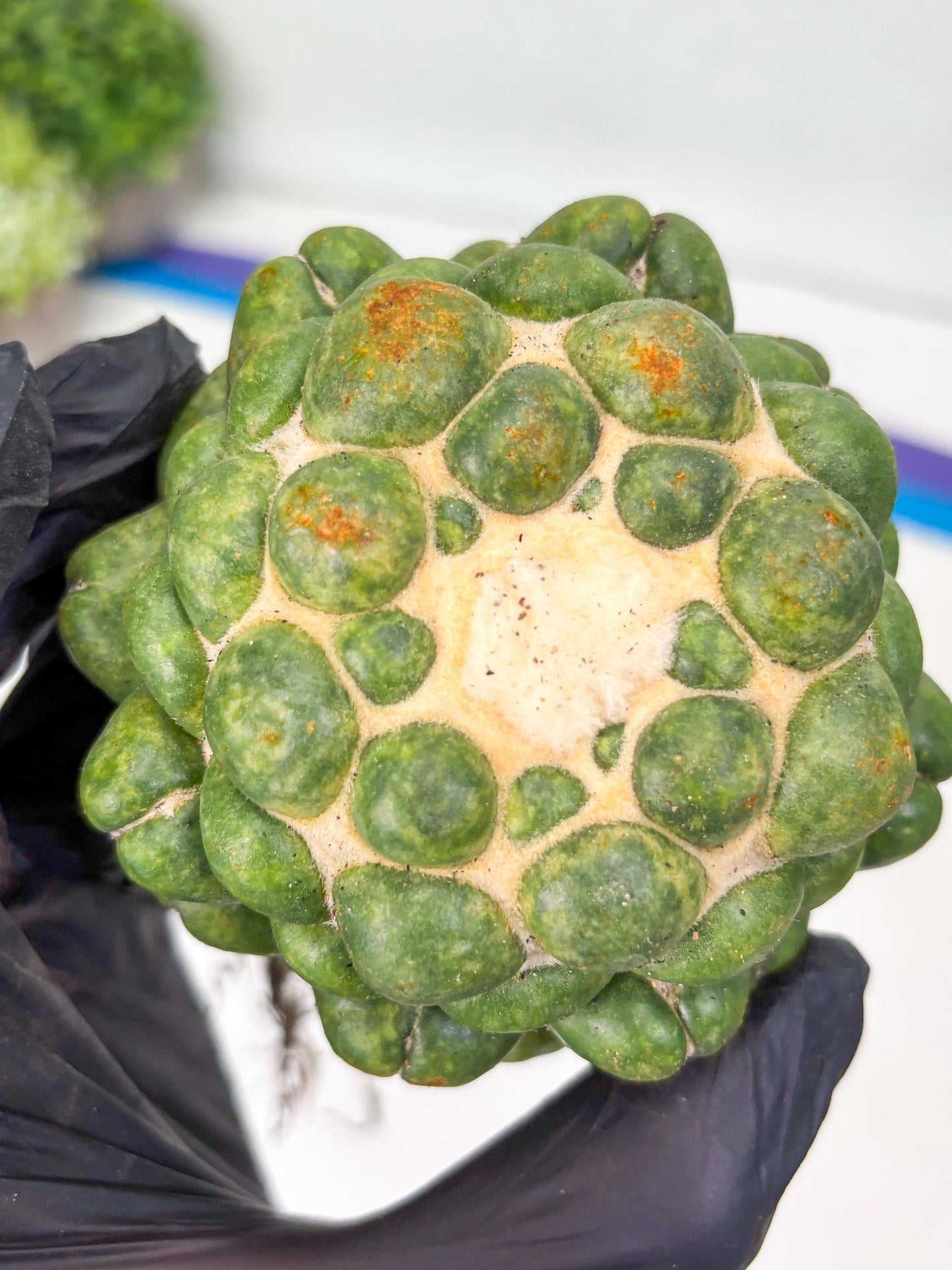 Coryphantha Elephantidens cv. Inermis | Imported Plants