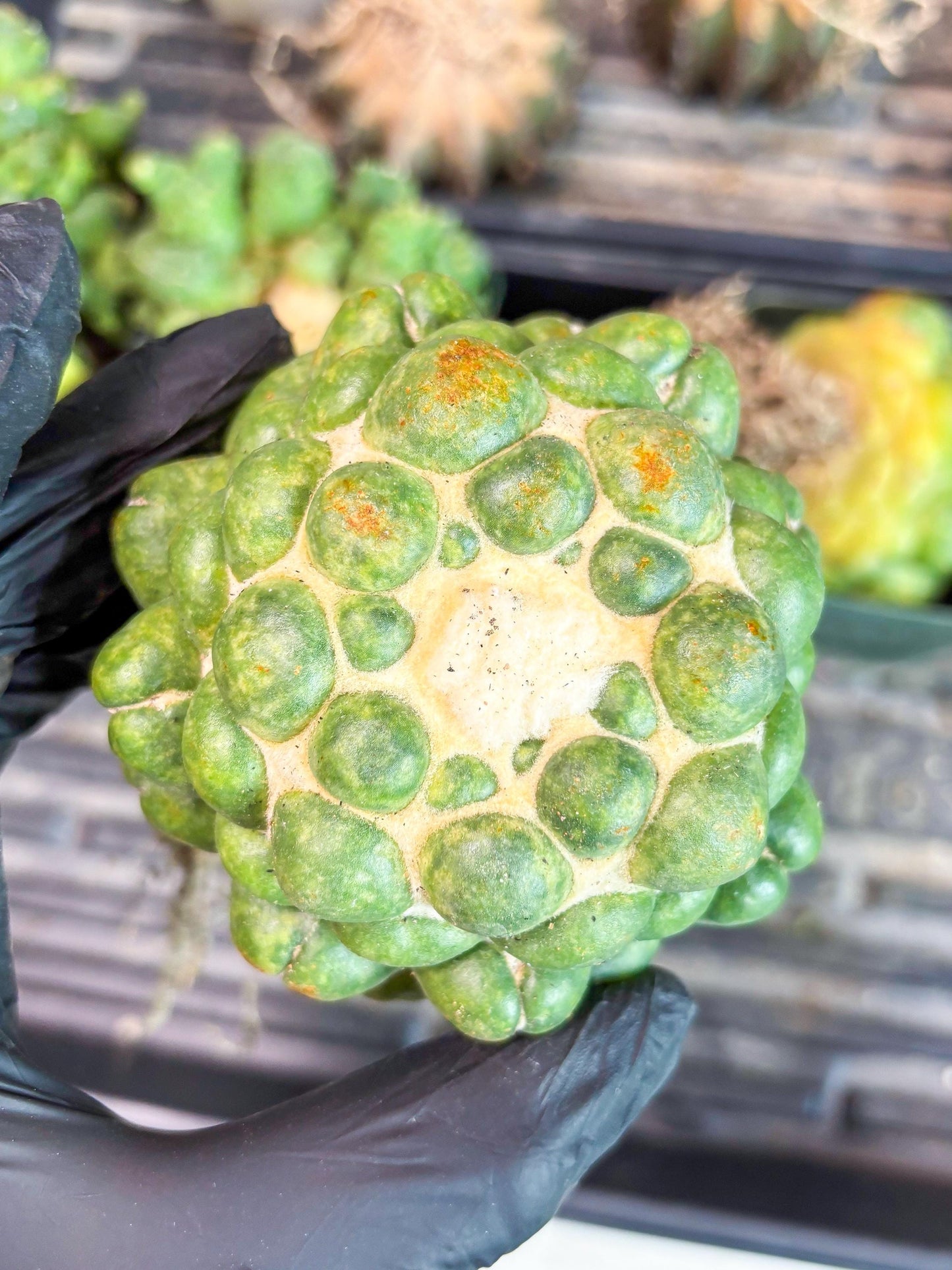 Coryphantha Elephantidens cv. Inermis | Imported Plants