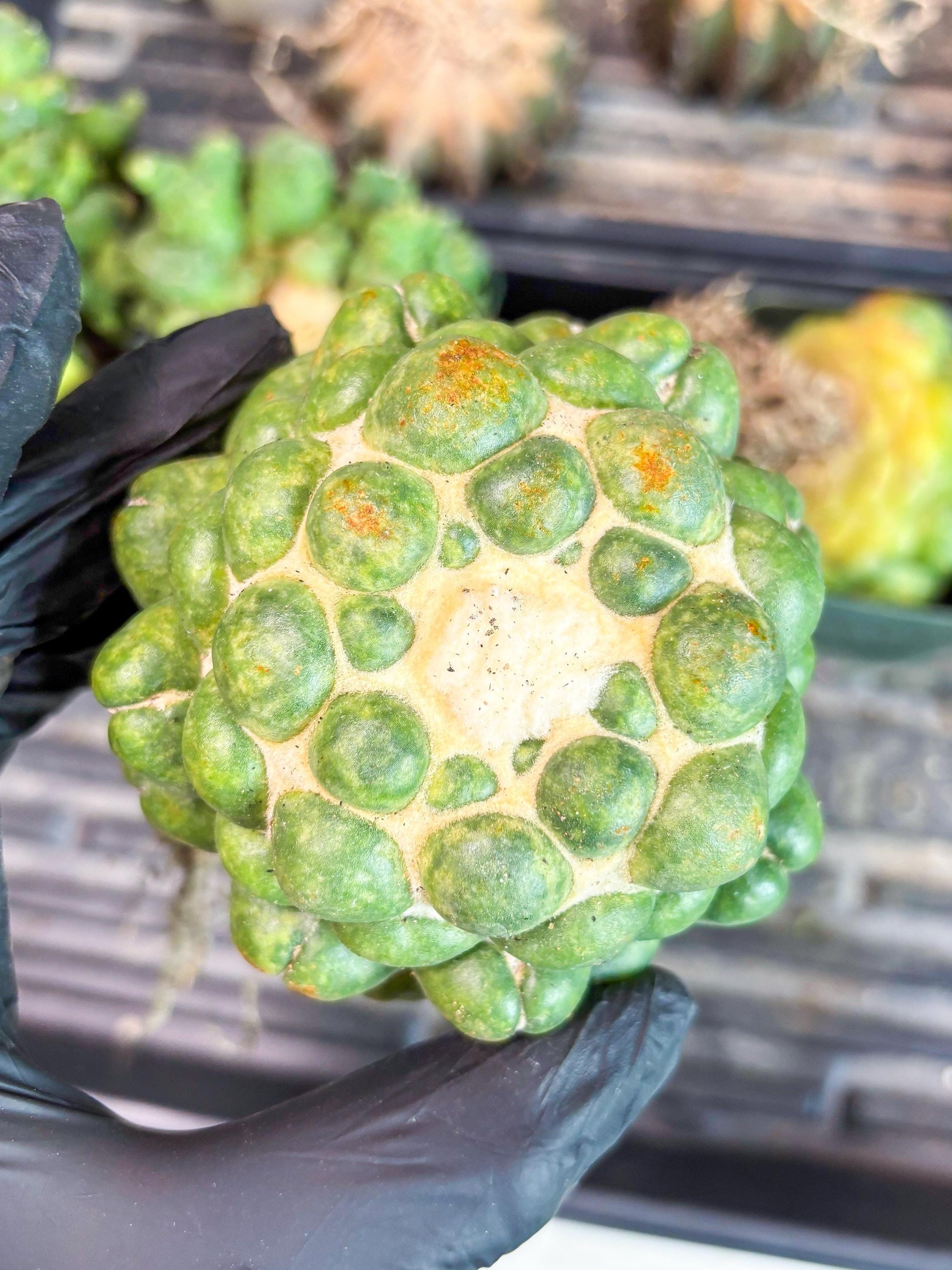 Coryphantha Elephantidens cv. Inermis | Imported Plants