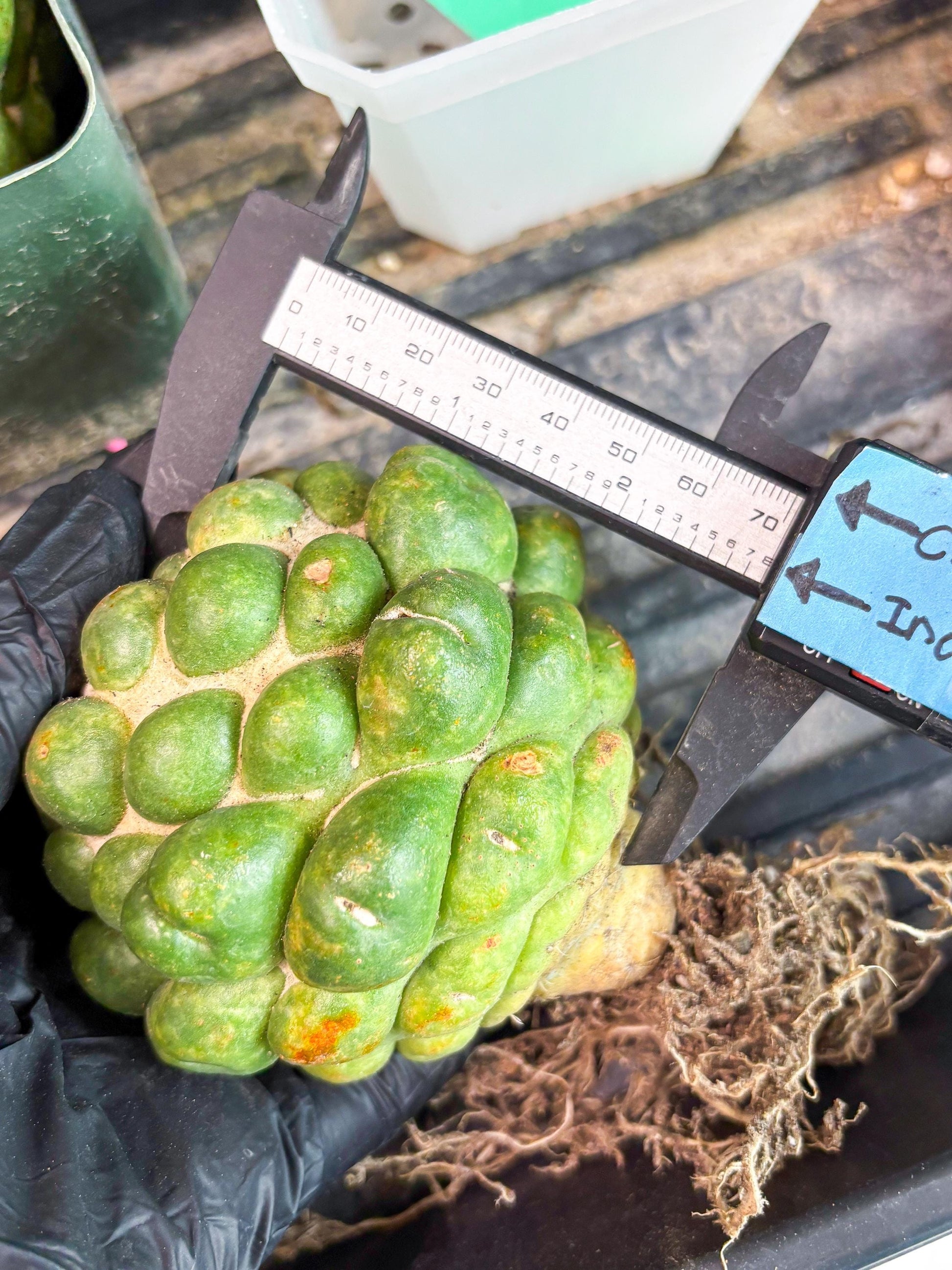 Coryphantha Elephantidens cv. Inermis | Imported Plants