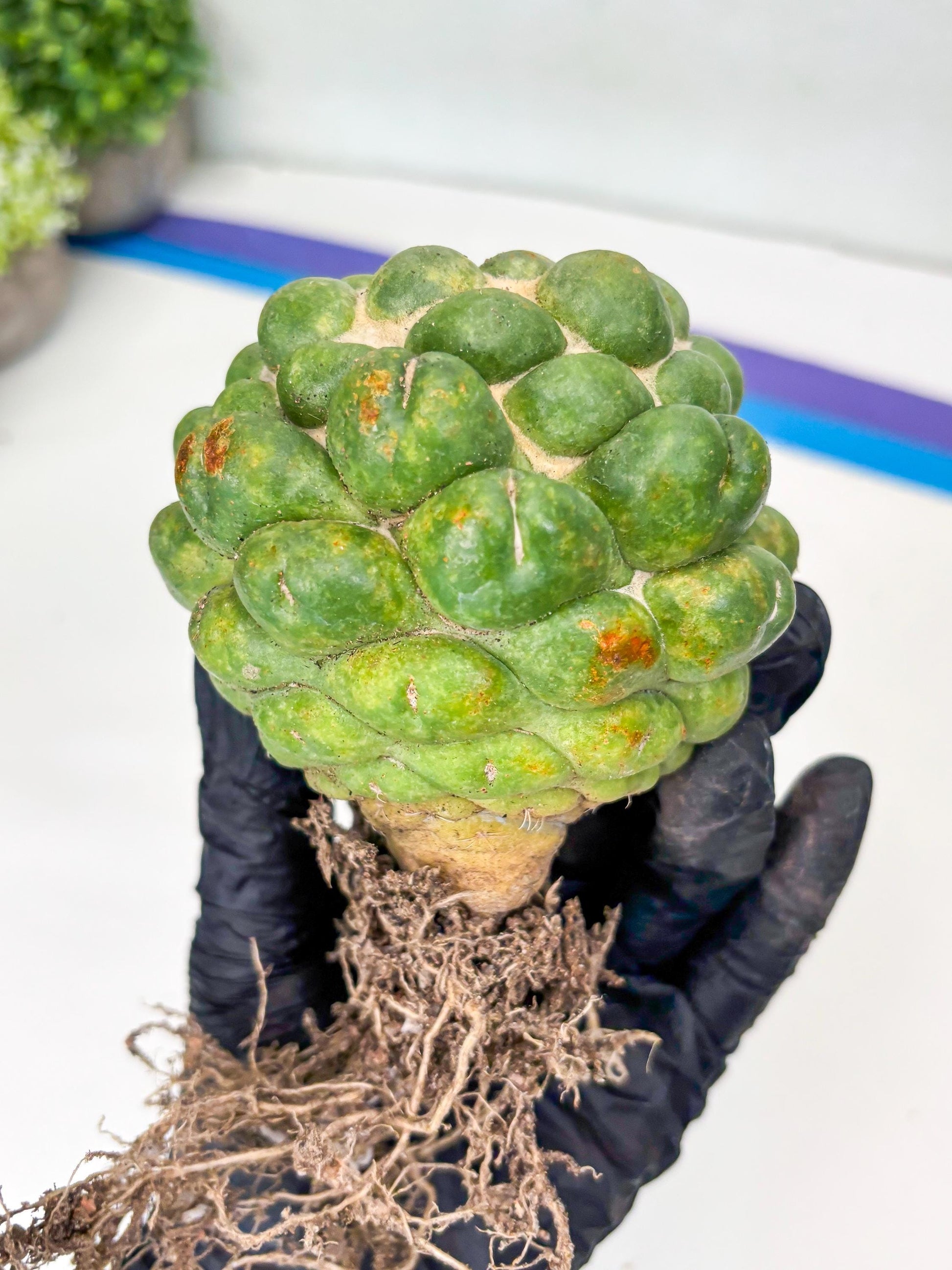 Coryphantha Elephantidens cv. Inermis | Imported Plants