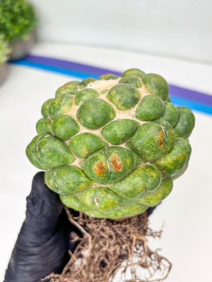 Coryphantha Elephantidens cv. Inermis | Imported Plants