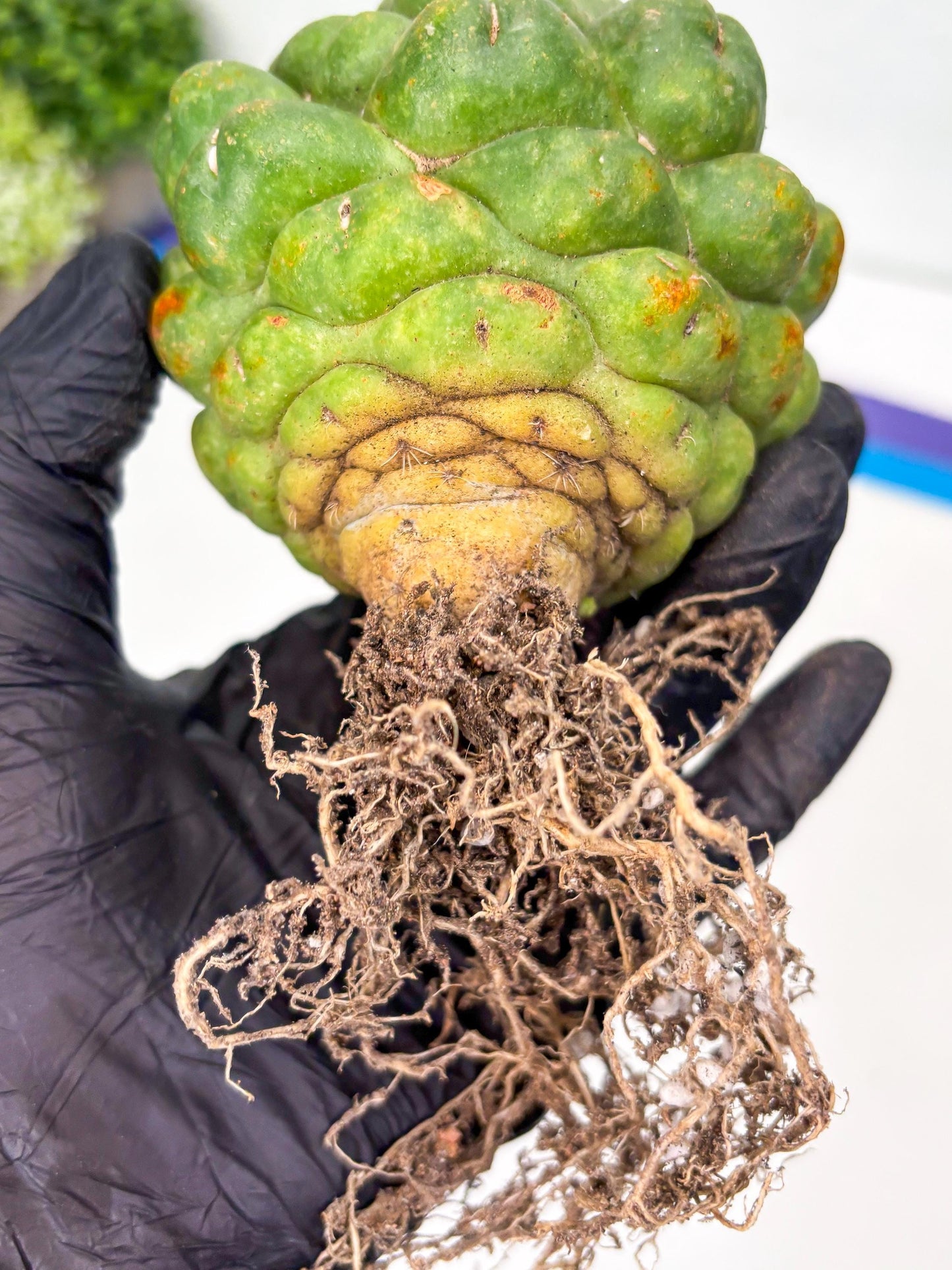 Coryphantha Elephantidens cv. Inermis | Imported Plants