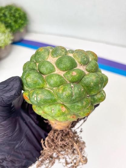 Coryphantha Elephantidens cv. Inermis | Imported Plants