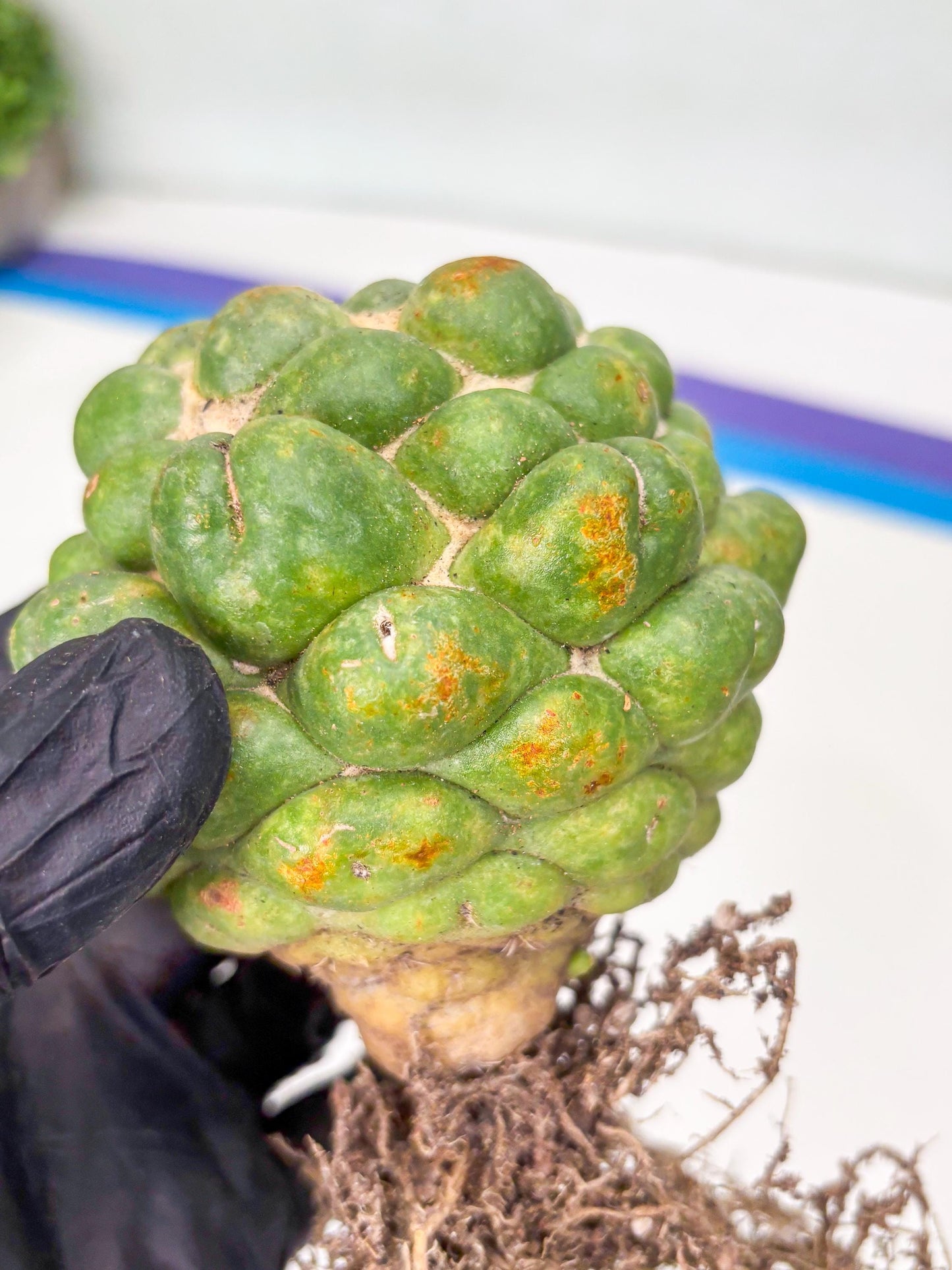 Coryphantha Elephantidens cv. Inermis | Imported Plants