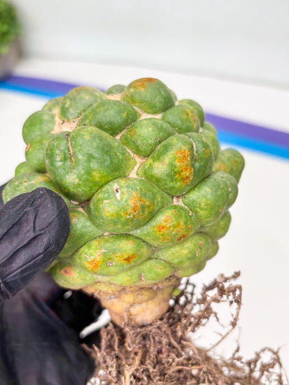 Coryphantha Elephantidens cv. Inermis | Imported Plants