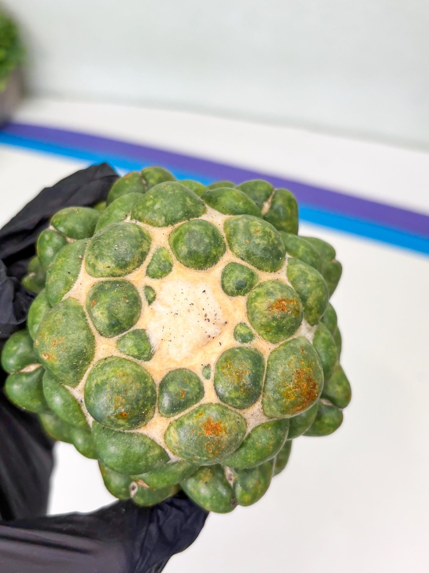 Coryphantha Elephantidens cv. Inermis | Imported Plants