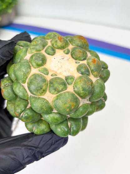 Coryphantha Elephantidens cv. Inermis | Imported Plants