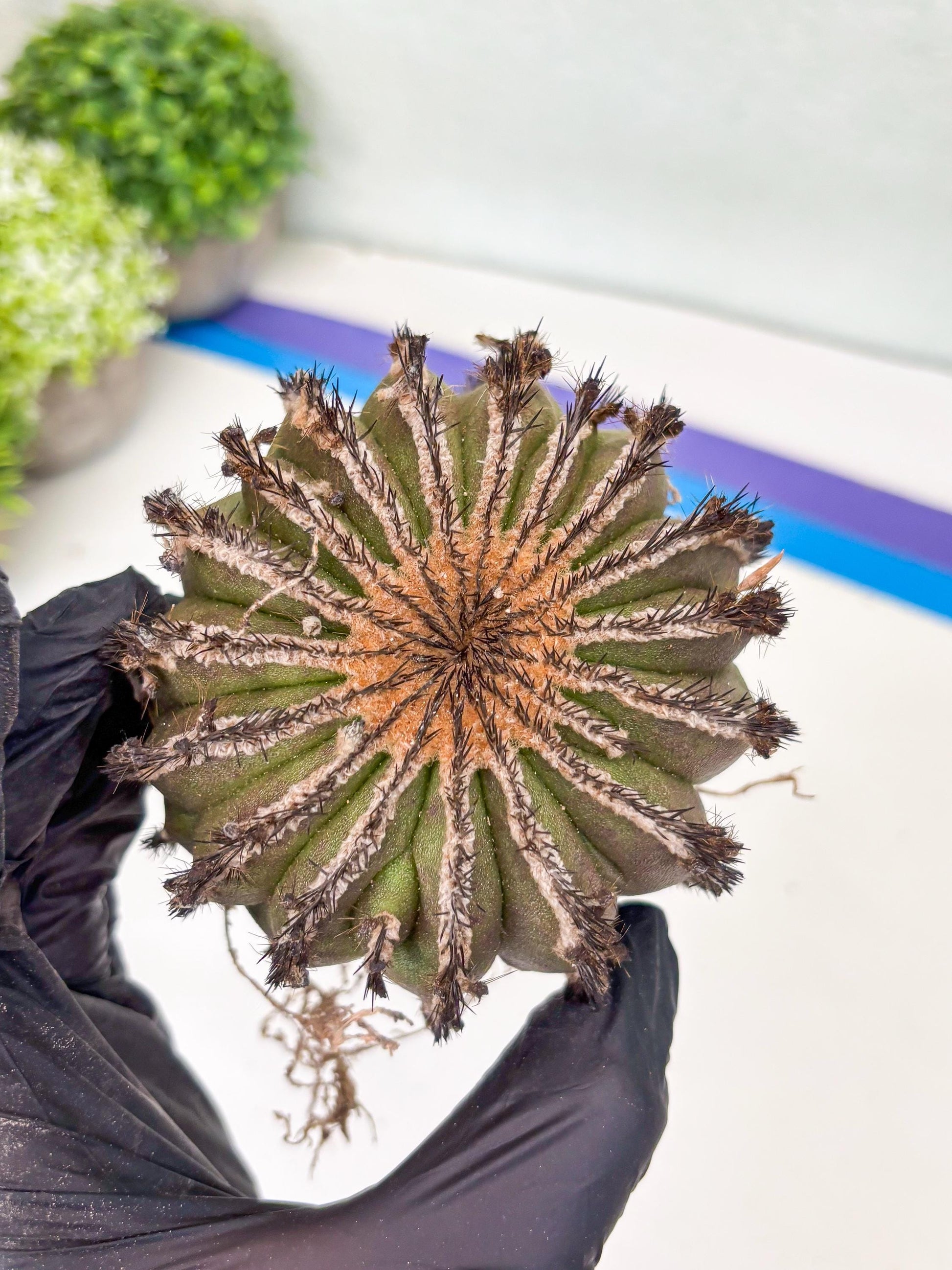 Rare Mature Cactus (R) | Imported Plants