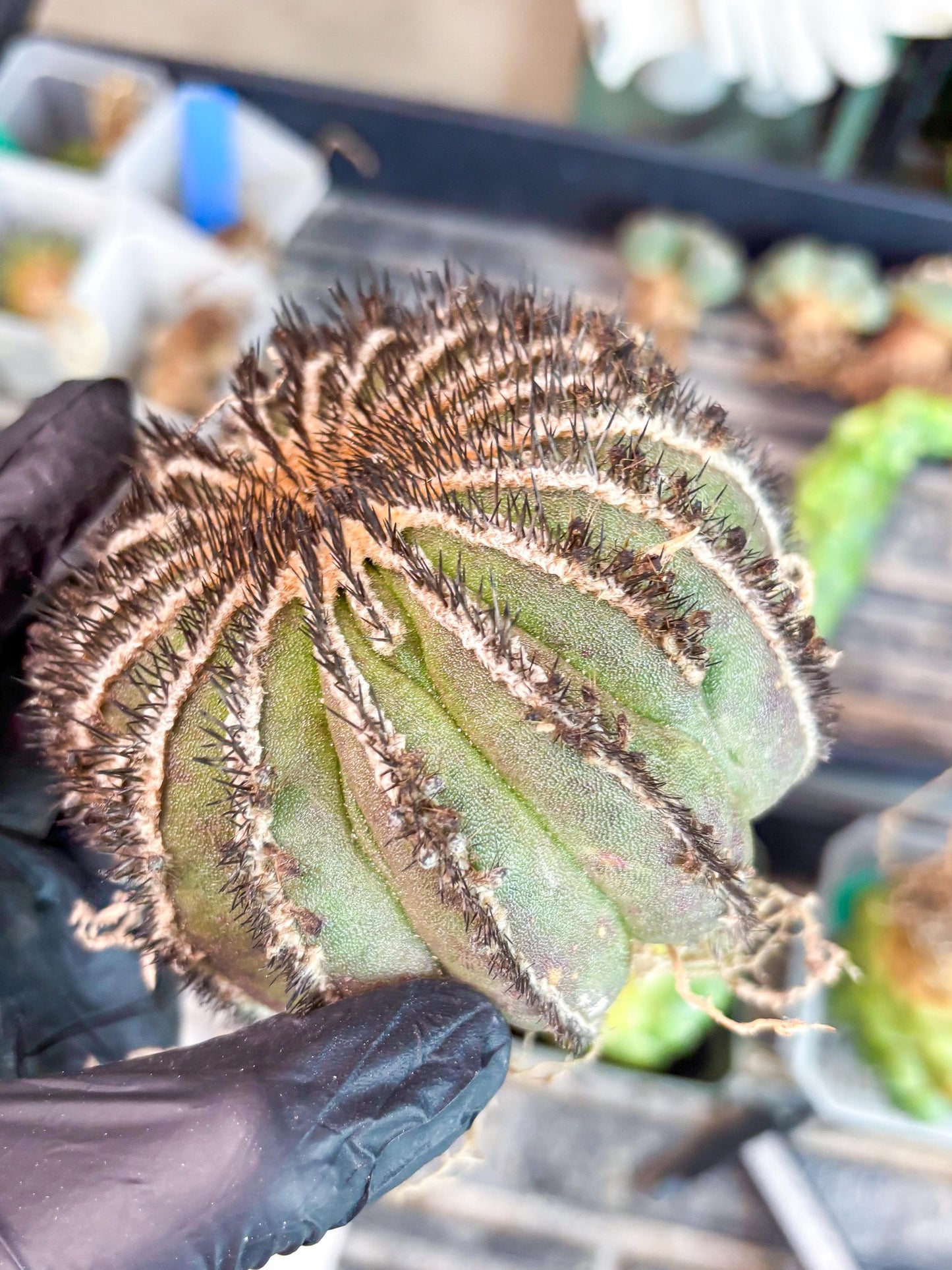 Rare Mature Cactus (R) | Imported Plants