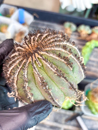 Rare Mature Cactus (R) | Imported Plants