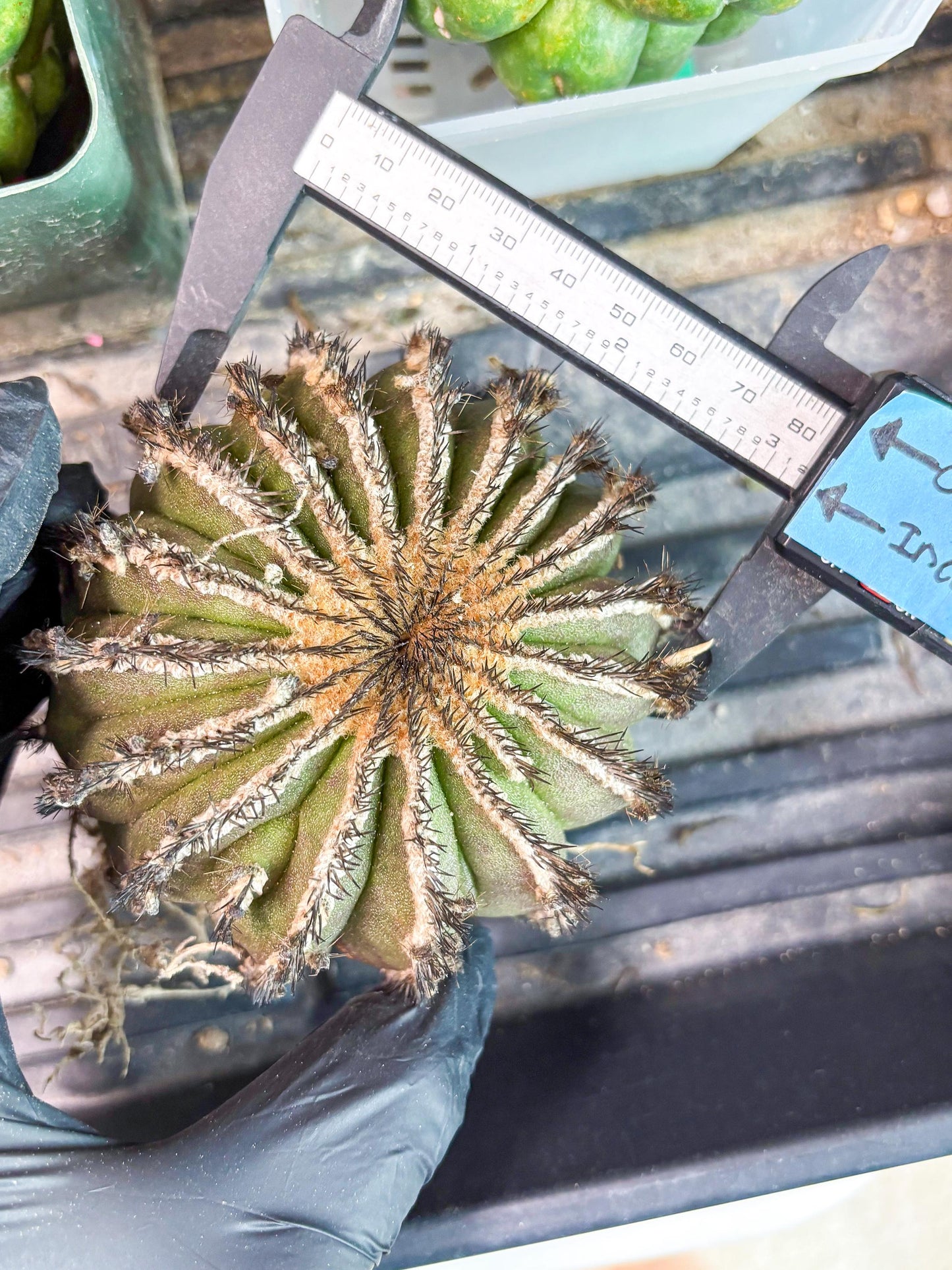 Rare Mature Cactus (R) | Imported Plants