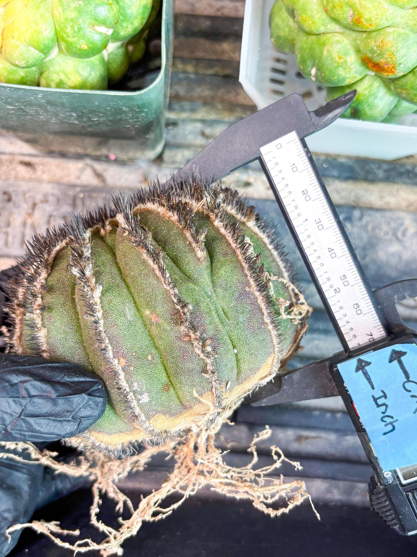 Rare Mature Cactus (R) | Imported Plants