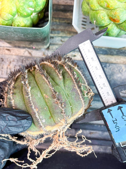 Rare Mature Cactus (R) | Imported Plants
