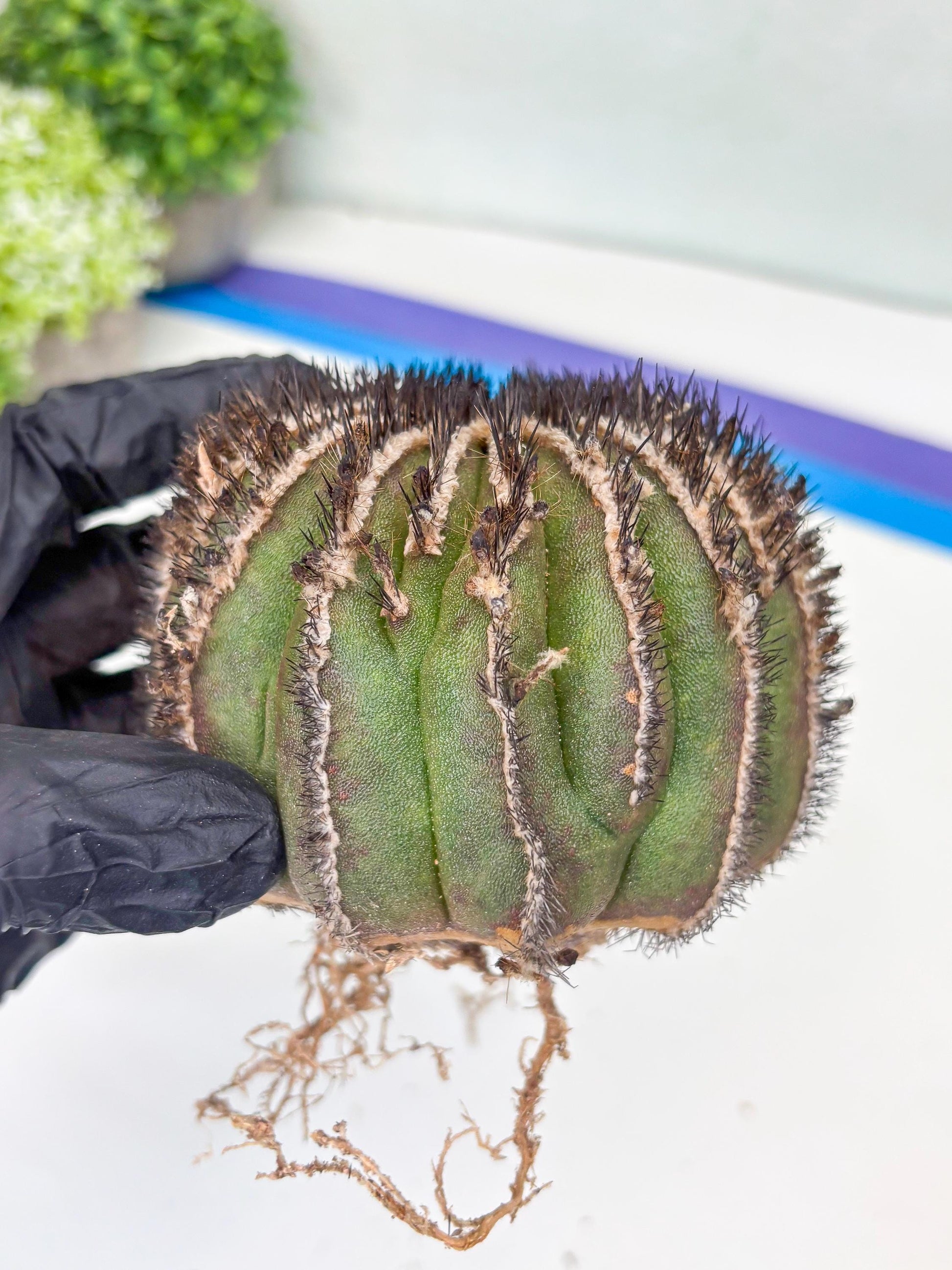 Rare Mature Cactus (R) | Imported Plants