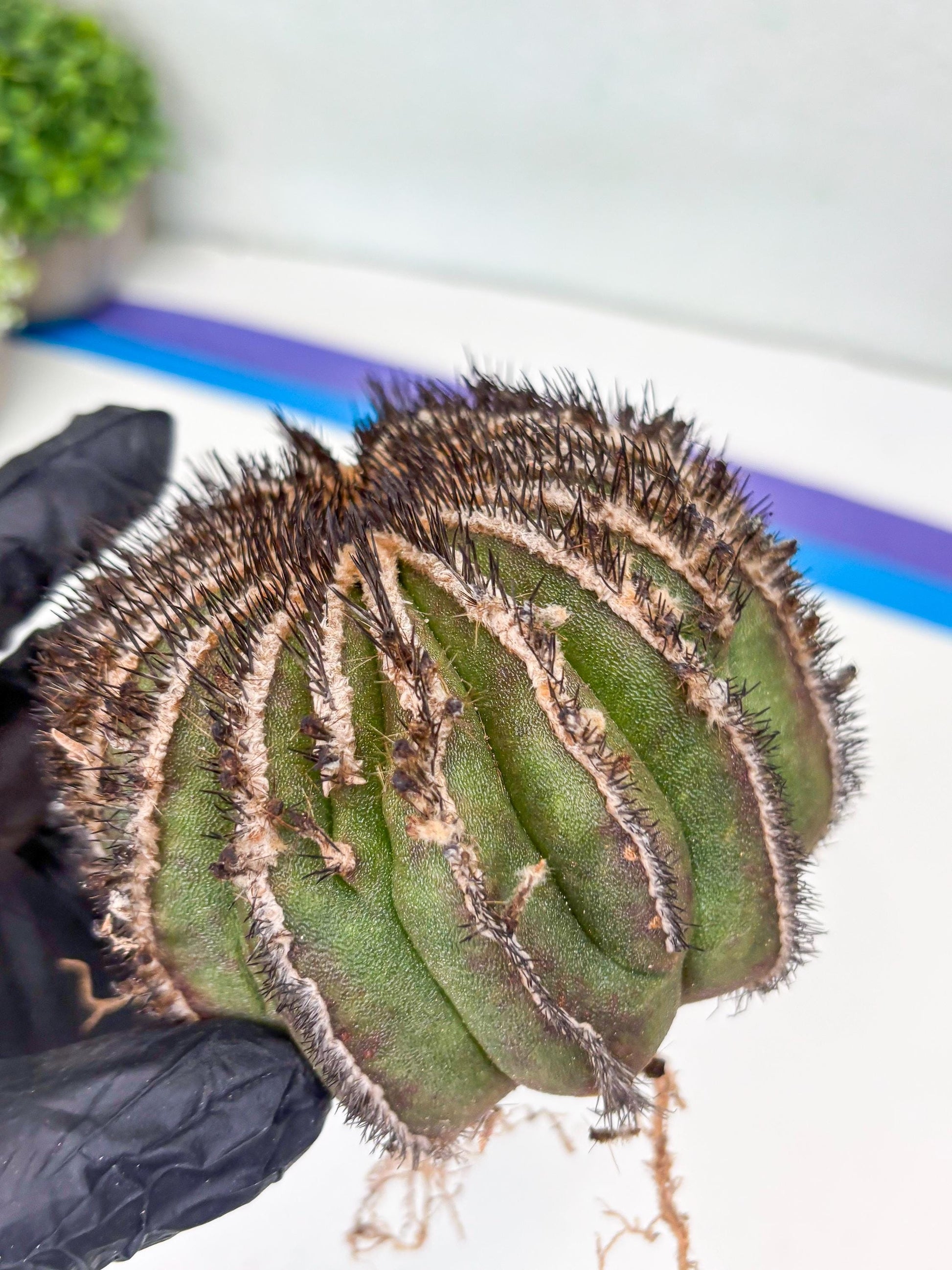 Rare Mature Cactus (R) | Imported Plants