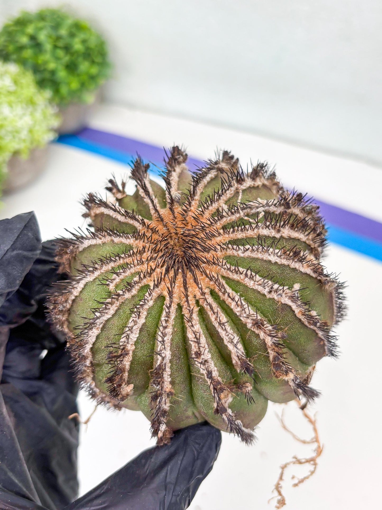 Rare Mature Cactus (R) | Imported Plants