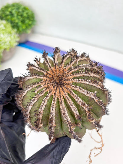 Rare Mature Cactus (R) | Imported Plants