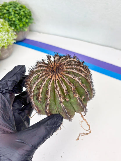 Rare Mature Cactus (R) | Imported Plants