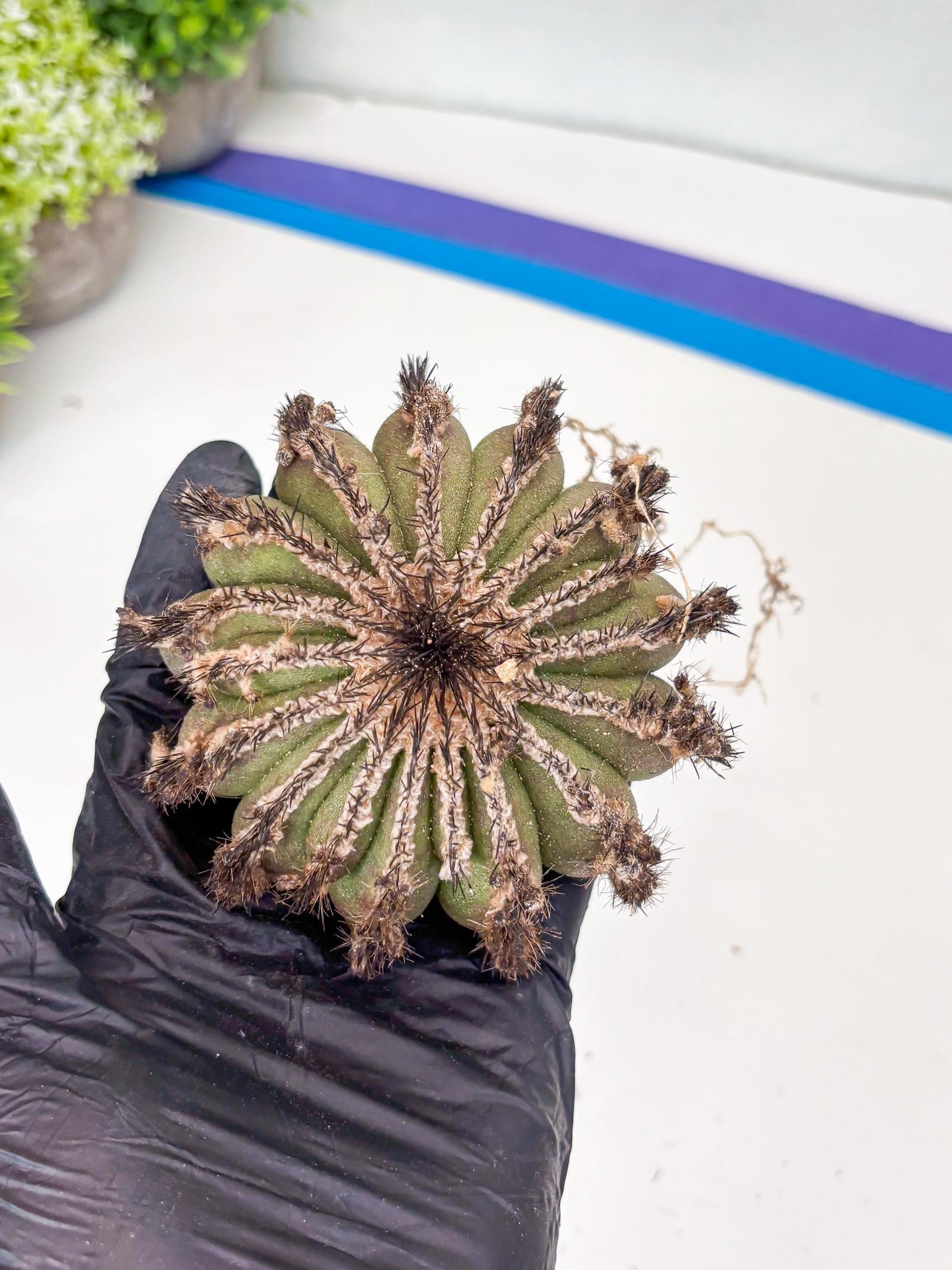 Rare Mature Cactus (p) | Imported Plants