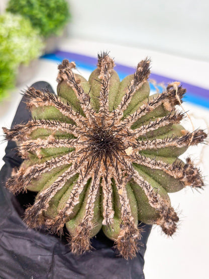 Rare Mature Cactus (p) | Imported Plants