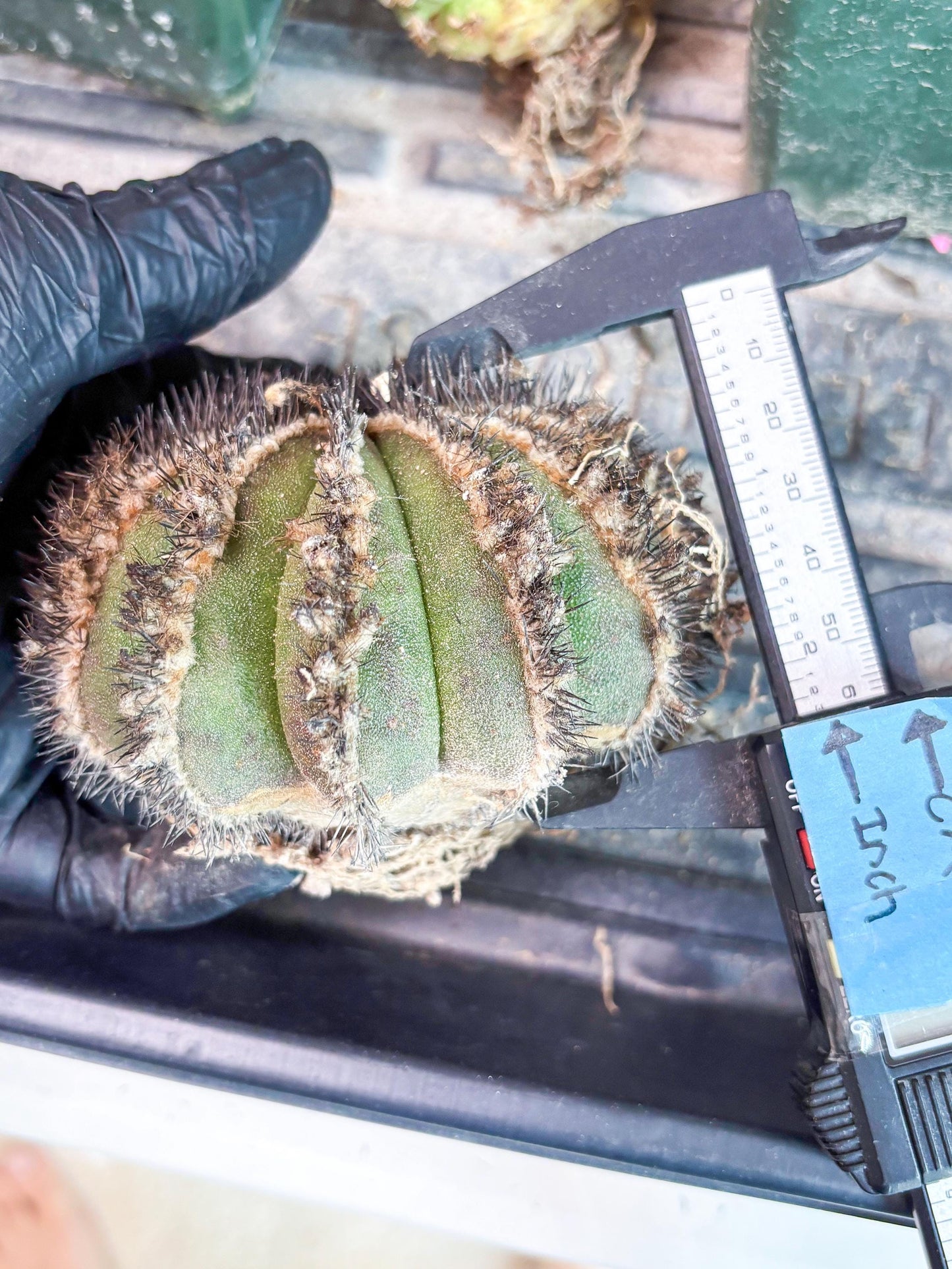 Rare Mature Cactus (p) | Imported Plants