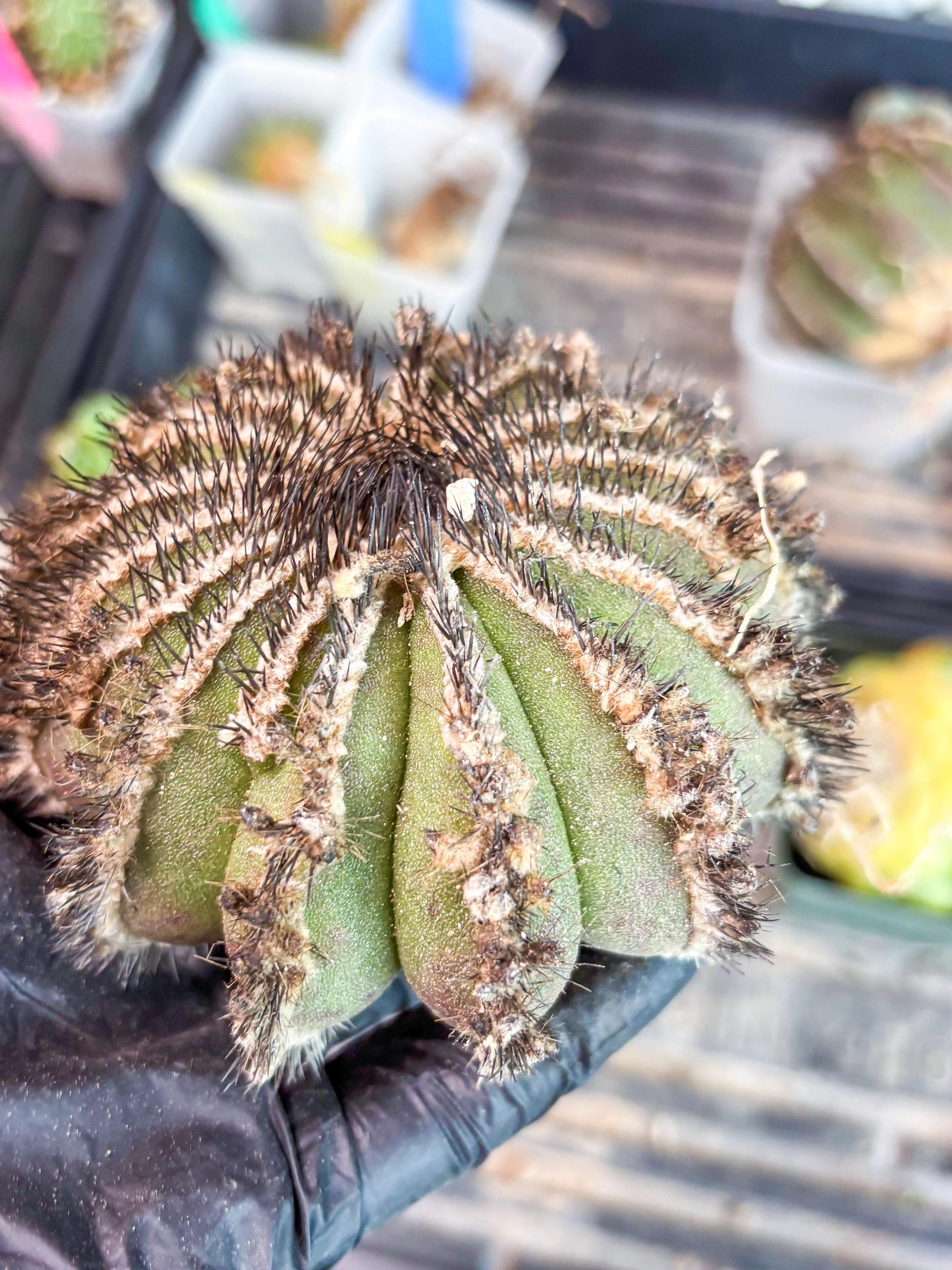 Rare Mature Cactus (p) | Imported Plants