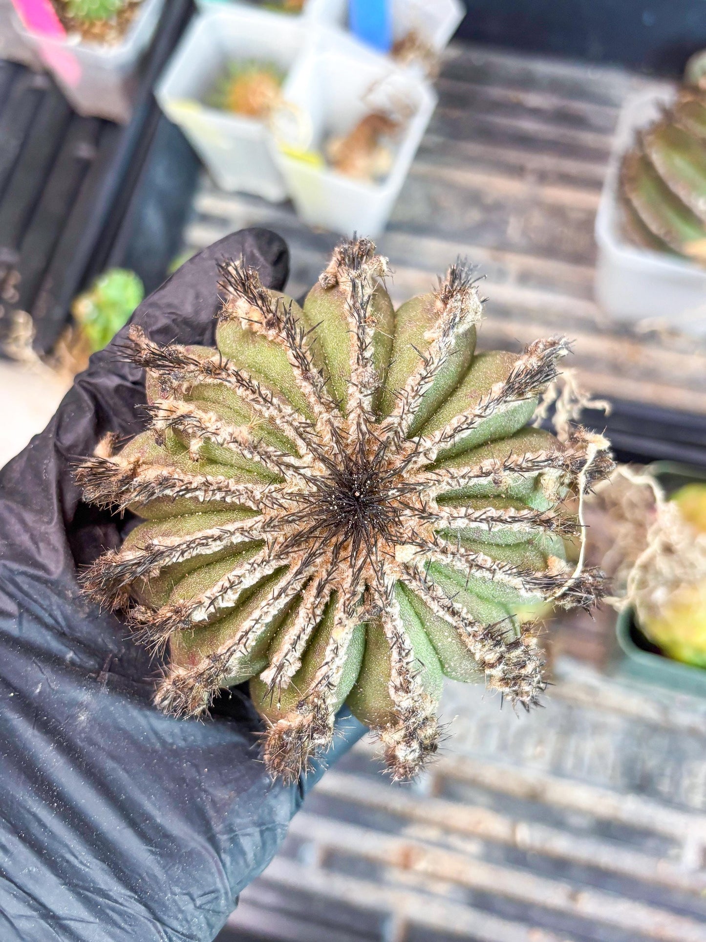 Rare Mature Cactus (p) | Imported Plants