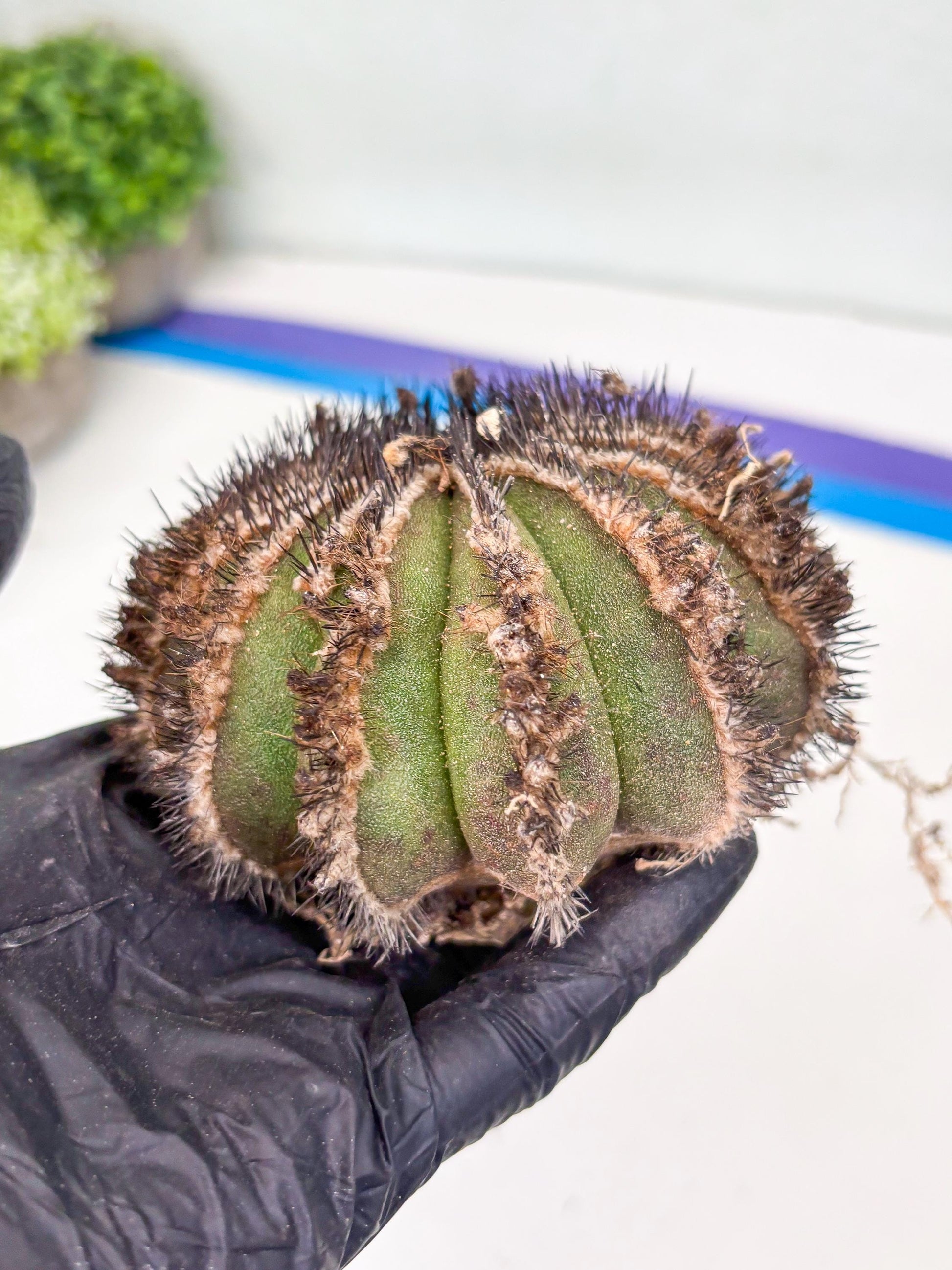 Rare Mature Cactus (p) | Imported Plants