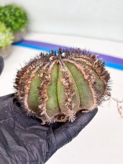 Rare Mature Cactus (p) | Imported Plants