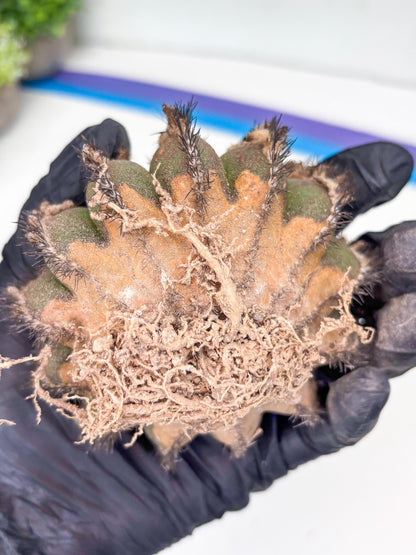 Rare Mature Cactus (p) | Imported Plants