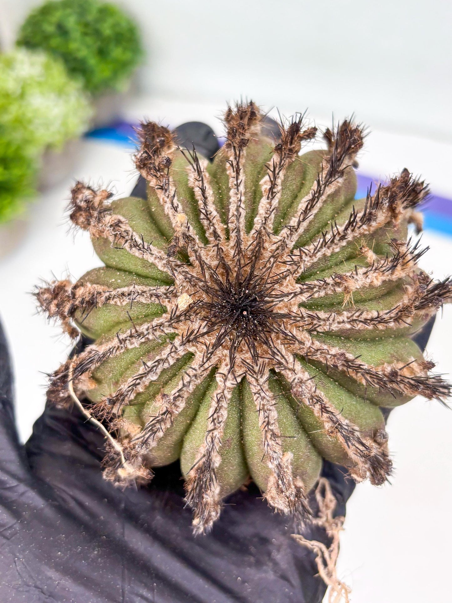 Rare Mature Cactus (p) | Imported Plants