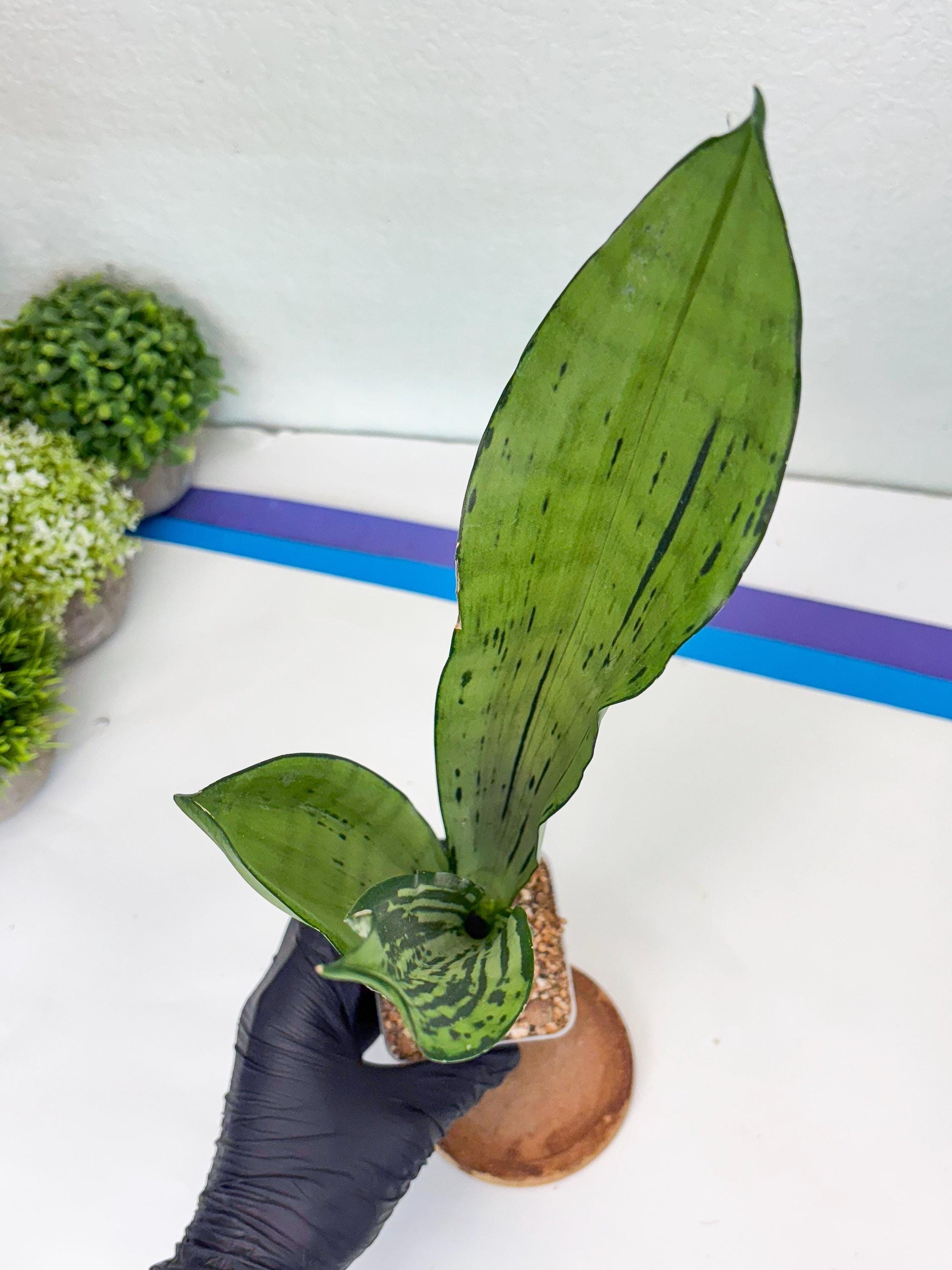 Sansevieria Brazilian Moonshine | Imported Plants