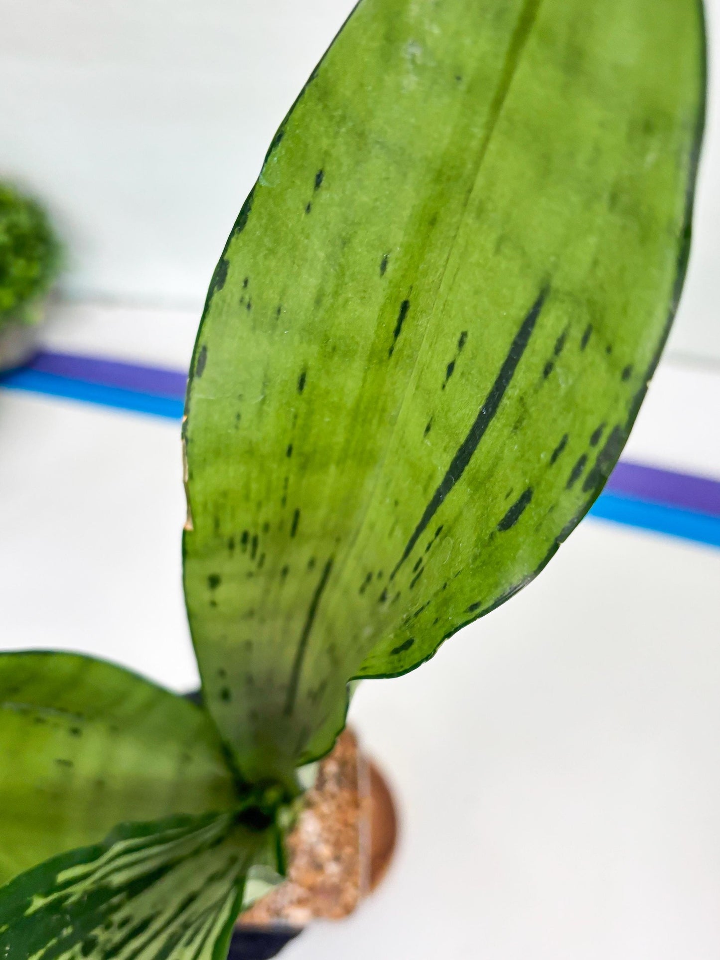 Sansevieria Brazilian Moonshine | Imported Plants