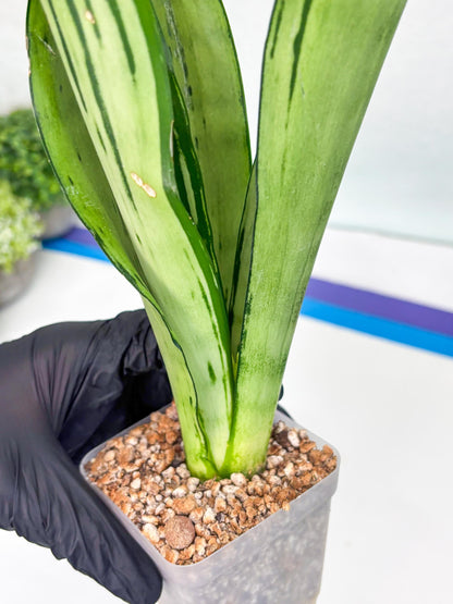 Sansevieria Brazilian Moonshine | Imported Plants