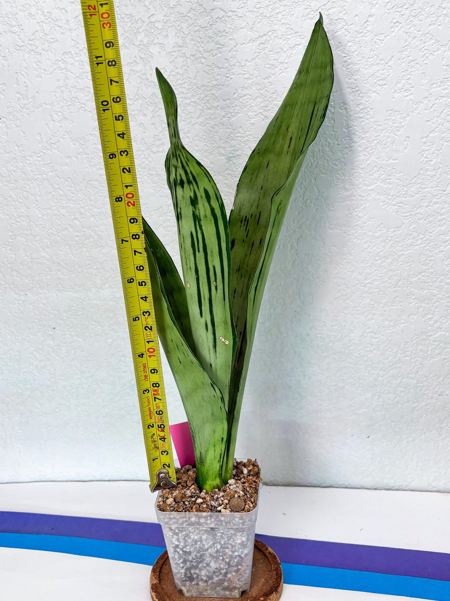 Sansevieria Brazilian Moonshine | Imported Plants