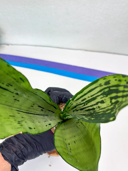 Sansevieria Brazilian Moonshine | Imported Plants