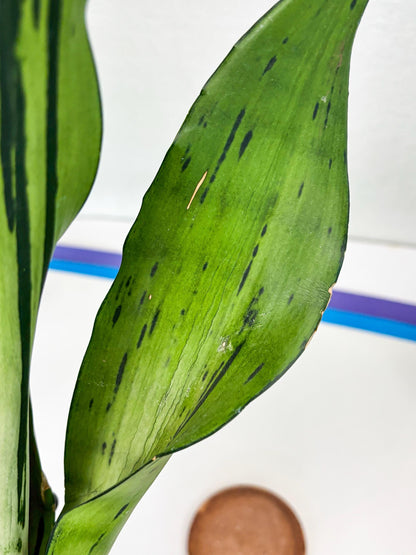 Sansevieria Brazilian Moonshine (y) | Imported Plants