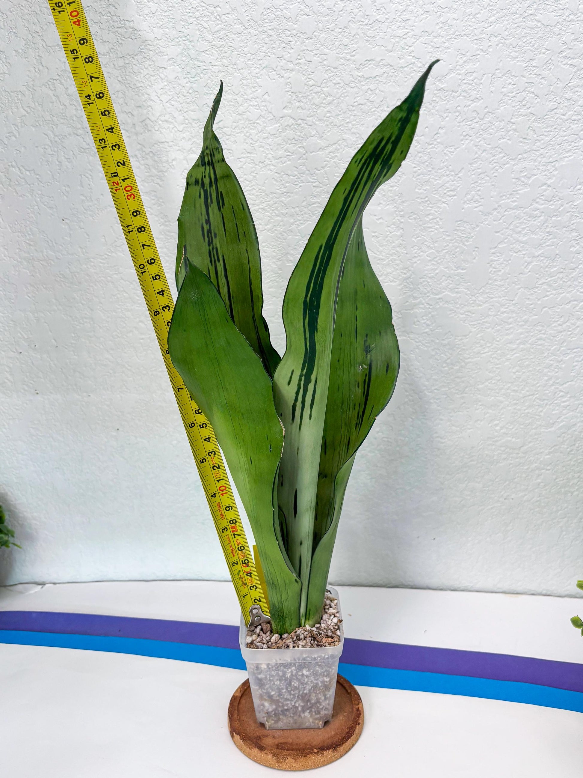 Sansevieria Brazilian Moonshine (y) | Imported Plants