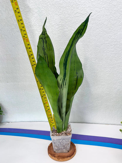 Sansevieria Brazilian Moonshine (y) | Imported Plants
