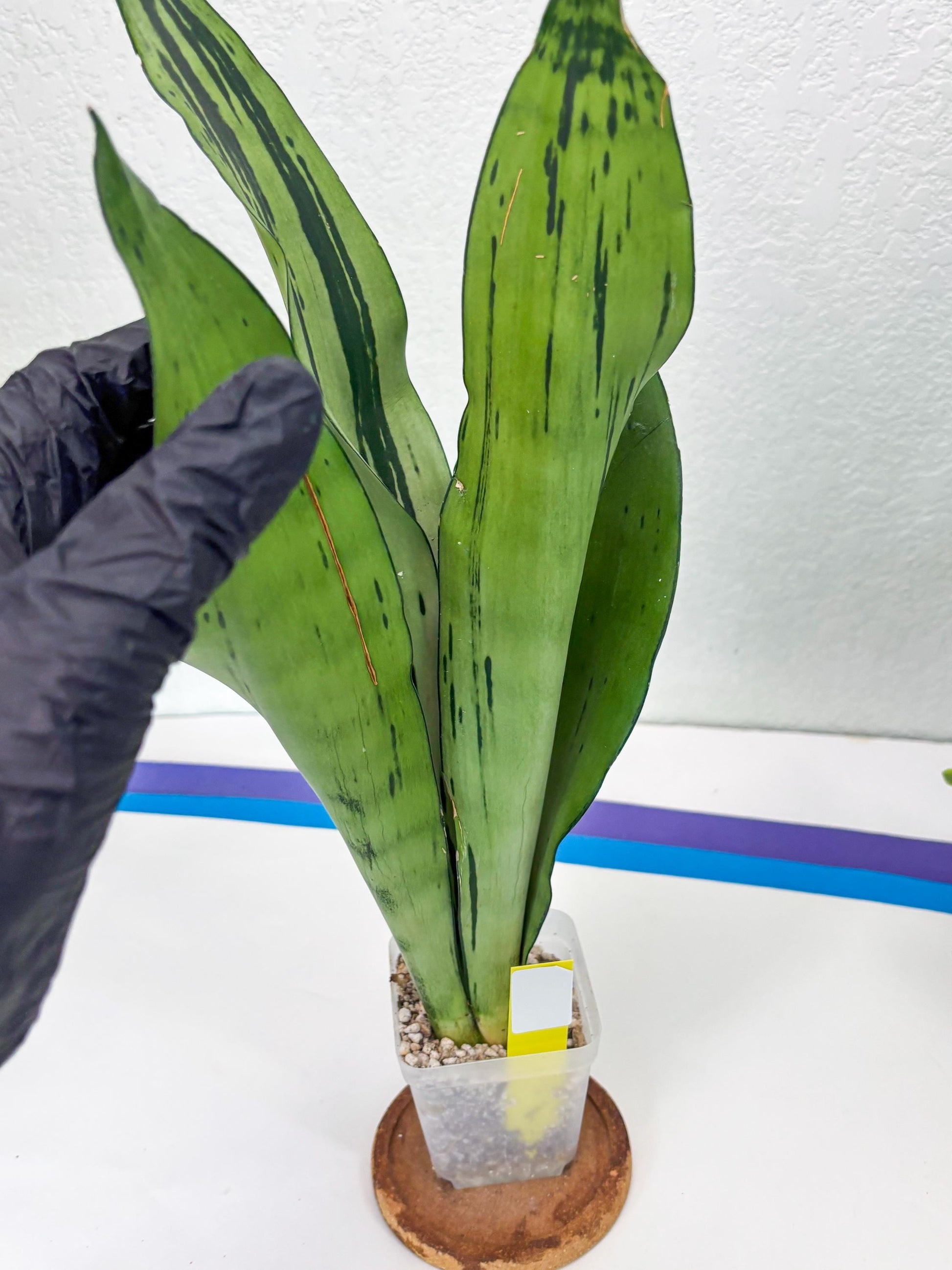 Sansevieria Brazilian Moonshine (y) | Imported Plants